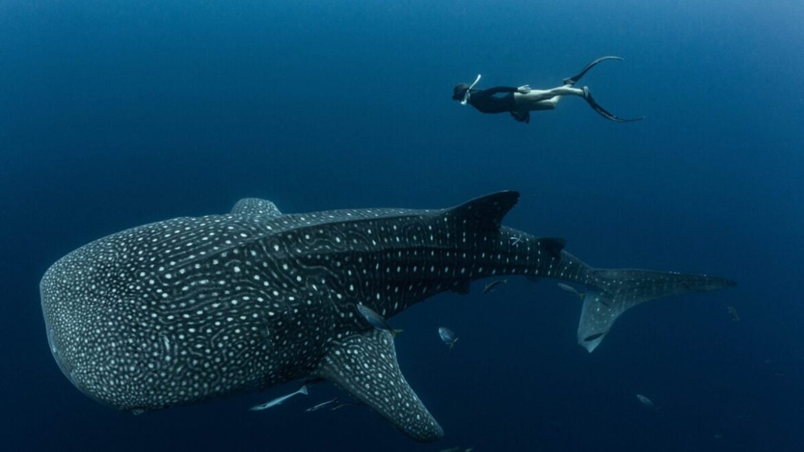 Nearly Every Whale Shark at This Tourist Destination Bears Human-Made Scars