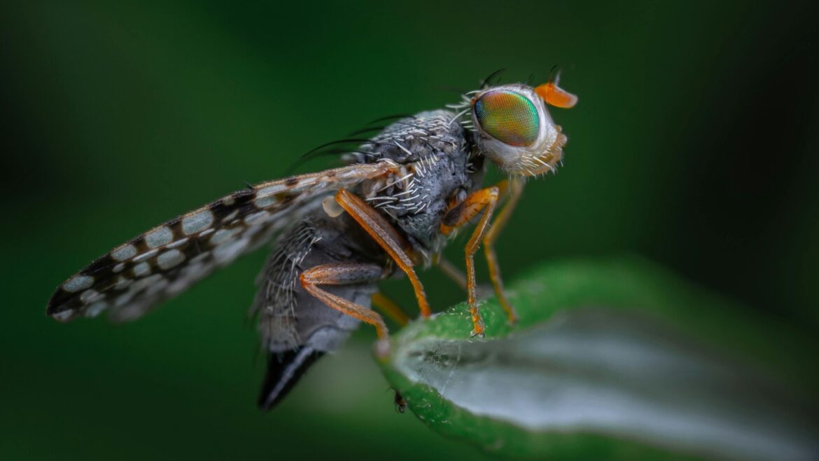 Cat laying in train car