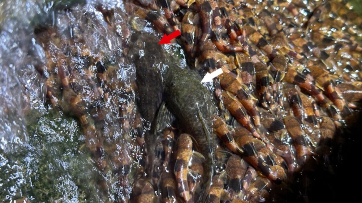 Unprecedented Video Shows Catfish Climbing Straight Up a Waterfall