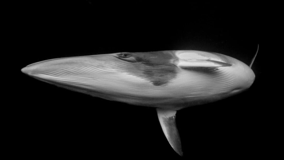 Dive Into the Most Breathtaking Ocean Photos of the Year