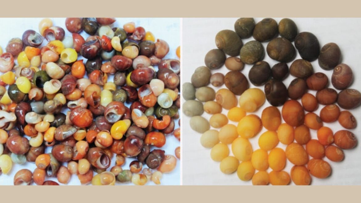 Oldest Shell Jewelry Workshop in Western Europe Dates Back 42,000 Years