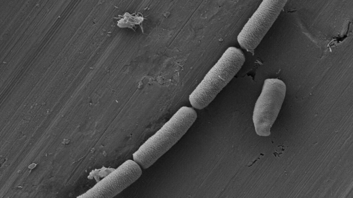 Scientists Infuse Cement With Bacteria to Create Living Energy Device