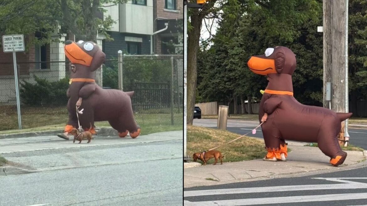 Viral dog walker who wears massive dachshund outfit explains why he does it