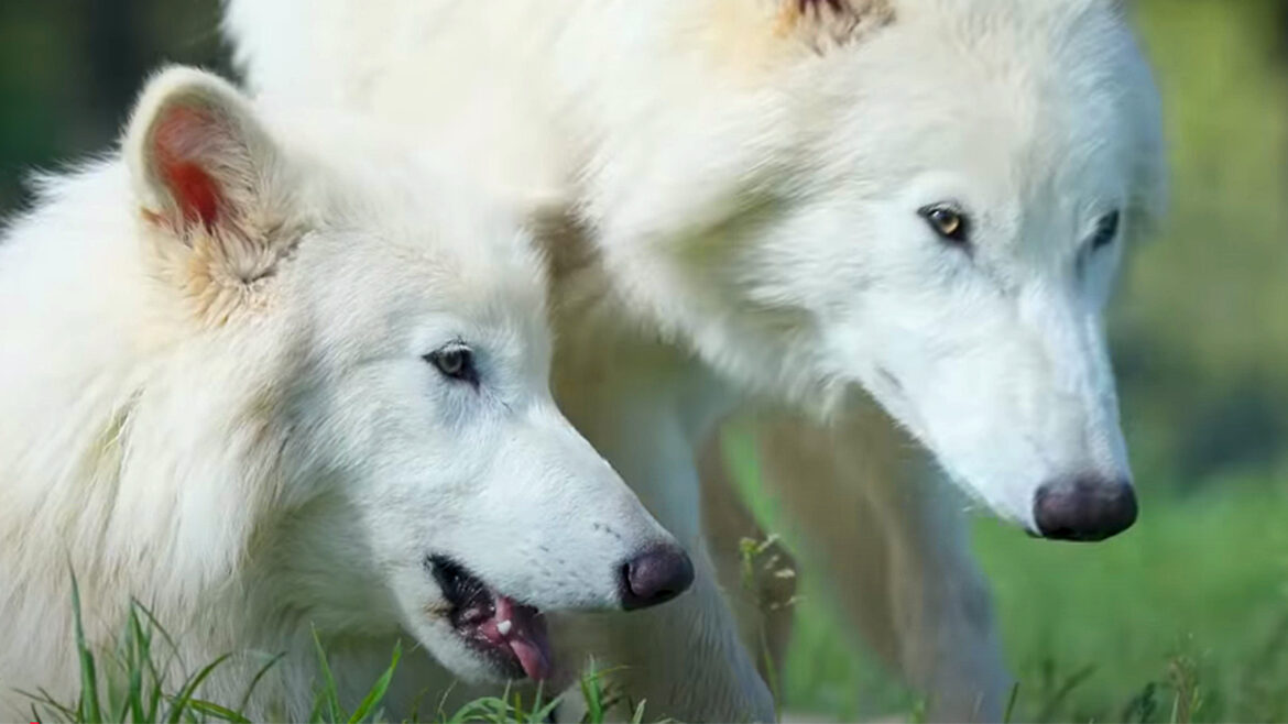 illustration of new whale species Janjucetus dullardi